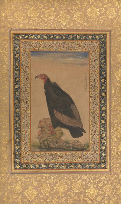Vautour à tête rouge, Folio de l