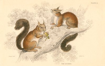 Écureuil roux Sciurus vulgaris, rongeur arboricole natif d