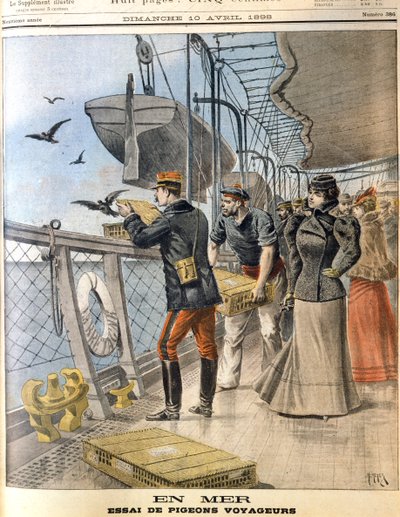 Libération des pigeons voyageurs de l