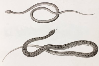Reptiles : deux gros plans d