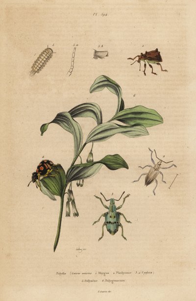 Rhigus, Platyoma et Cyphus charançons, mille-pattes hérissé, Polyxenus lagers et sceau de Salomon, Polygonatum odoratum - Unbekannt