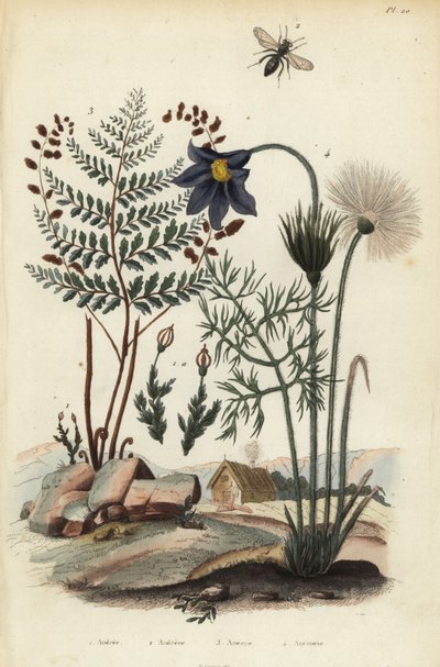 Mousse des rochers, Andraea rupestris 1, abeille minière, Andrena agilissima 2, fougère à fleurs, Anemia adiantifolia 3, et anémone pulsatille, Anemone pulsatilla 4 - Unbekannt