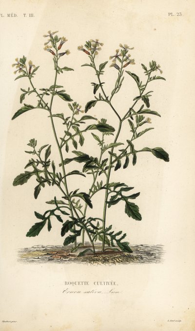 Roquette cultivée, Eruca vesicaria, Eruca sativa - Unbekannt