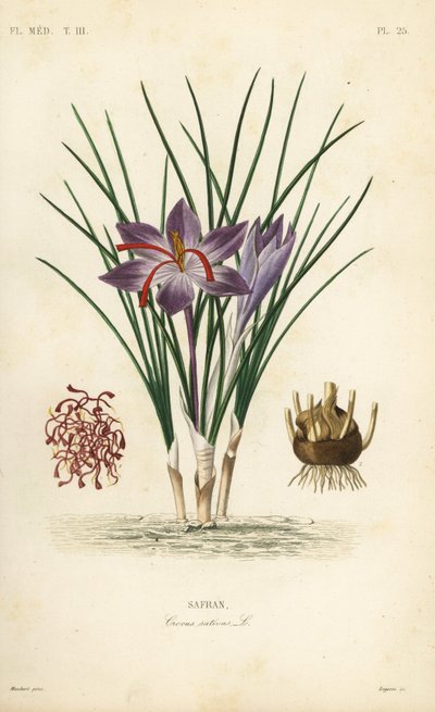 Crocus safran, Crocus sativus, Safran - Unbekannt