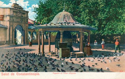 Salut de Constantinople - Pigeons au Cour d