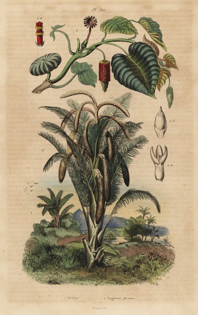 Arbre à sable, Hura crepitans et palmier sagoutier, Metroxylon sagu - Unbekannt