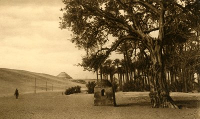 Saqqara - La pyramide à degrés vue du sycomore, vers 1918-1939 - Unbekannt