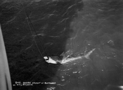 Requin attrapé par le navire de croisière Atlantis, au large de Bathurst, Gambie - Unbekannt