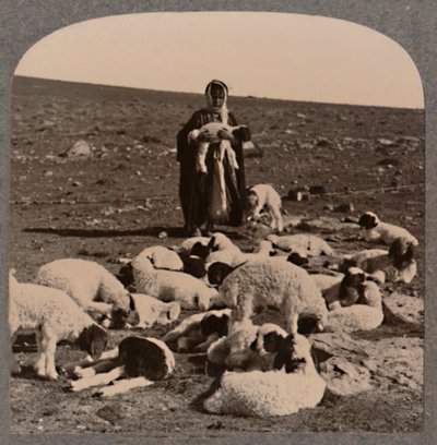 Berger et troupeau, vers 1900 - Unbekannt