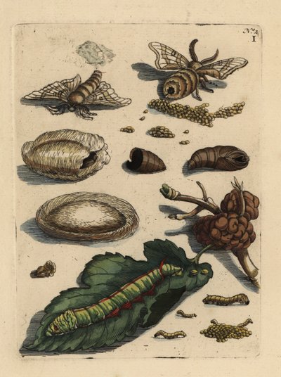 Papillon du ver à soie, chenille et chrysalide avec feuille de mûrier - Unbekannt