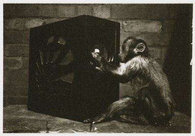 Petit singe jouant avec les cadrans d