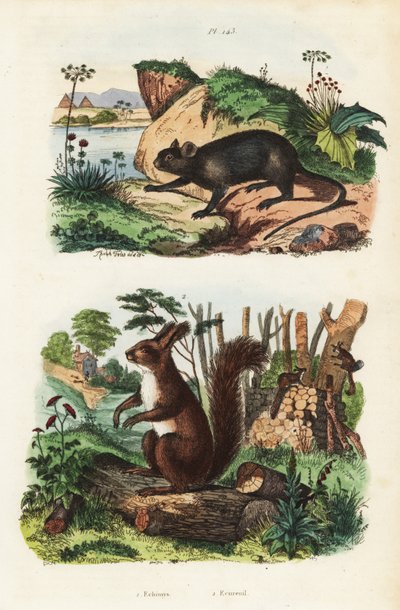 Rat arboricole épineux, Echimys chrysurus 1, et écureuil roux eurasien, Sciurus vulgaris 2 - Unbekannt