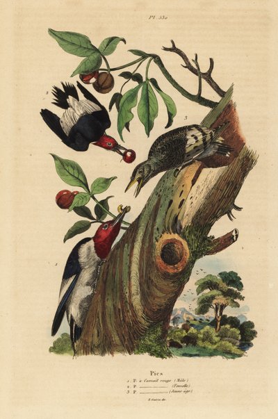 Pic tridactyle, Picoides tridactylus, mâle, femelle et juvénile hors du nid - Unbekannt