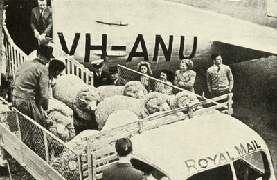 Transport de béliers primés par avion, c1948 - Unbekannt