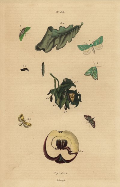 Variétés de pyrales, Pyralidae, causant des dommages aux feuilles et aux fruits - Unbekannt