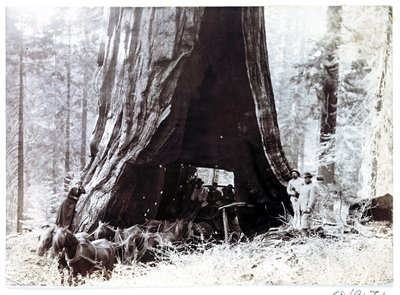 Wagon passant à travers un arbre géant, Amérique du Nord, vers 1900 - Unbekannt