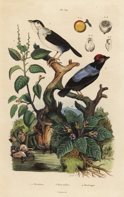 Manakin à col blanc, Corapipo altera, manakin à dos bleu, Chiroxiphia pareola, arbre mancenillier, Hippomane mancinella, et mandragore, Mandragora officinarum - Unbekannt