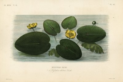 Nénuphar jaune, Nuphar lutea, Nénuphar lutea, Nénuphar jaune - Unbekannt