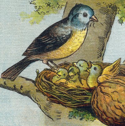 Un oiseau nourrit ses petits dans un nid. Gravure dans "Alphabet de ma petite fille". Bernardin-Béchet et Fils, libraires-éditeurs, Paris, vers 1895. Album incassable sur toile. Bibliothèque des Bébés. - Unbekannt