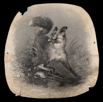 Un renard à l