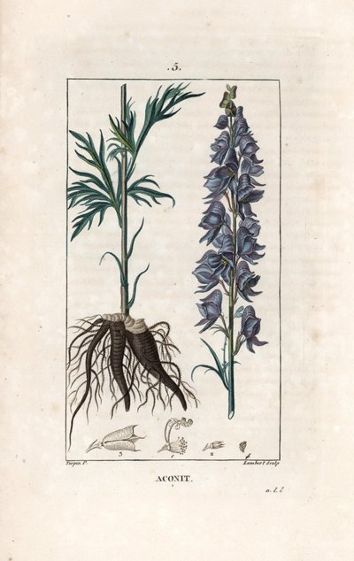 Aconit - Gravure par Lambert d