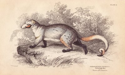 Paradoxure américain, Paradoxurus dubius. D