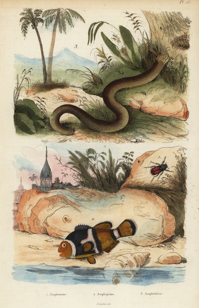Amphicoma scullelata, poisson-clown à selle, Amphiprion polymnus et lézard-ver blanc, Amphisbaena alba - Unbekannt