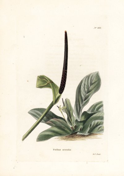 Anthurium nid d