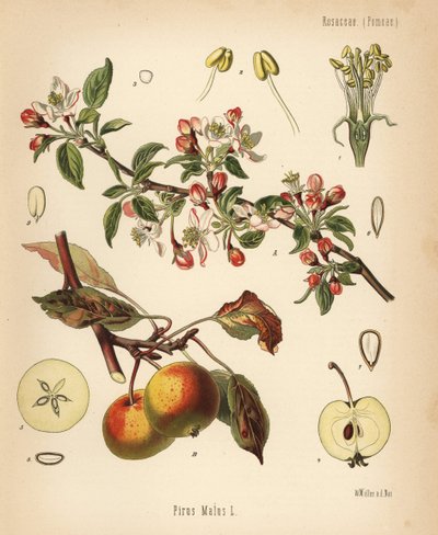 Pommier, Malus domestica (Pyrus malus) - Unbekannter Künstler