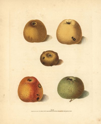 Variétés de pommes, Malus domestica: Franklin