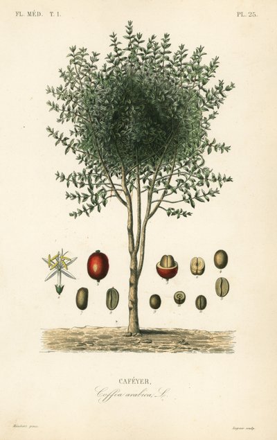 Caféier arabe, Coffea arabica - Unbekannter Künstler