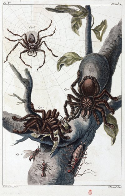 Araignée mangeuse d