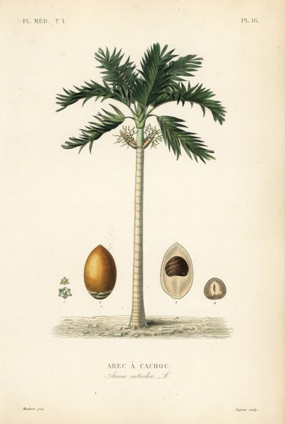 Areca à cachou - Unbekannt