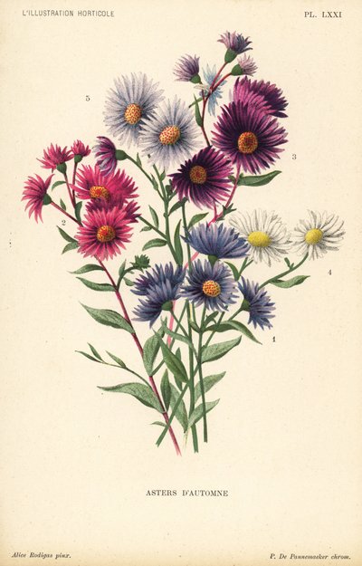 Asters d