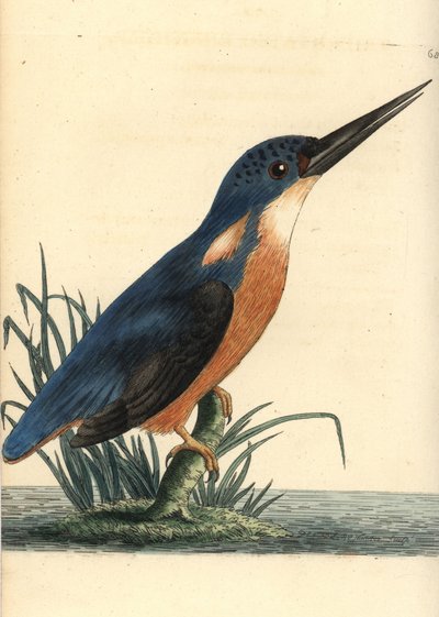 Martin-pêcheur azuré, Ceyx azureus - Unbekannter Künstler