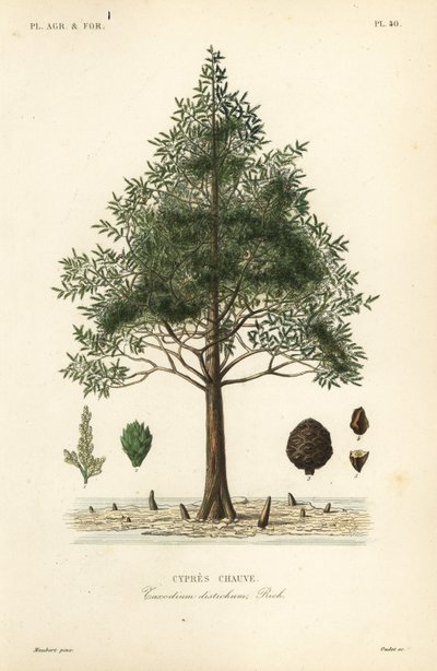 Cyprès chauve - Unbekannt