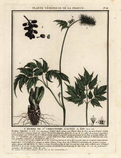 Actée en épi, Actaea spicata - Unbekannter Künstler