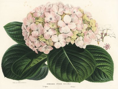 Hortensia à grandes feuilles, Hydrangea macrophylla (Hydrangea otaksa). Lithographie coloriée à la main de "Flore des Serres et des Jardins de l