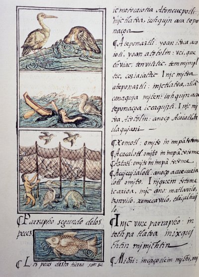 Chasse aux oiseaux du lac, page du Codex Florentin, version bilingue en espagnol et nahuatl, Histoire générale des choses de la Nouvelle-Espagne, par le missionnaire espagnol Fray Bernardino de Sahagún (1499-1590). Civilisation aztèque - Benjamin Baud