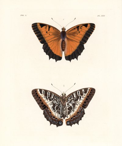 Charaxes à bordure noire, Charaxes pollux, côté supérieur 1, côté inférieur 2. Lithographie coloriée à la main de la nouvelle édition de « Illustrations of Exotic Entomology » de Dru Drury par John O. Westwood, Bohn, Londres - Unbekannter Künstler