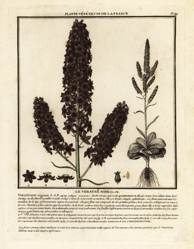 Hellébore noir, Veratrum nigrum - Unbekannter Künstler