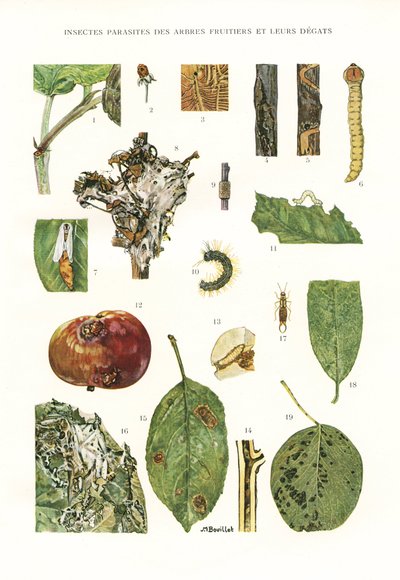 Planche botanique/Parasites des arbres fruitiers - Unbekannt