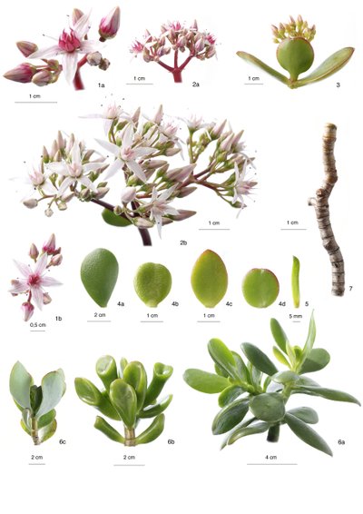 Planche botanique / Crassula ovata - Unbekannt