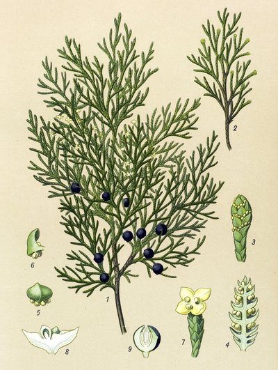 Planche botanique. Plante vénéneuse (toxique) et médicinale : genévrier sabine (Juniperus sabina) - Unbekannter Künstler