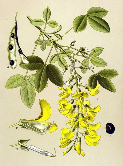 Planche botanique, plante : cytise commun ou faux ébène (Cytisus Laburnum) - Unbekannter Künstler