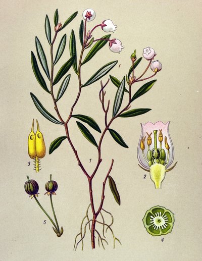Planche botanique, plante vénéneuse (toxique) : andromède à feuilles de polium (Andromeda polifolia) - Unbekannter Künstler