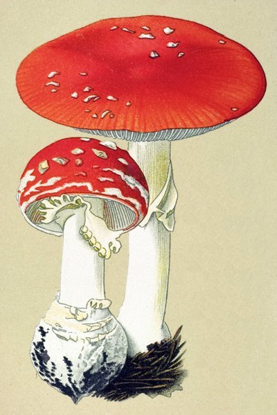 Planche botanique avec champignon toxique : amanite tue-mouches (Amanita muscaria) - Unbekannter Künstler