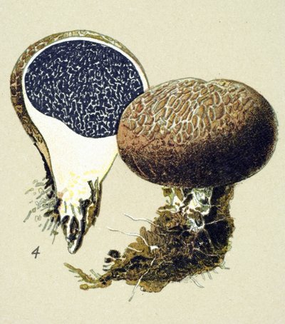 Planche botanique avec champignon toxique (vénéneux) : scléroderme vulgaire (Scleroderma vulgare) - Unbekannter Künstler