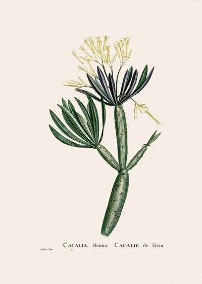 Illustration botanique/Redoubt/Senecio kleinia/Seneçon - William M. Timlin