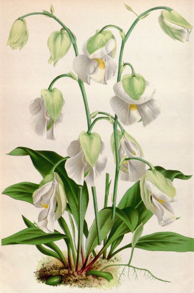 Illustration botanique/Utricularia alpina/Utriculaire alpine - Unbekannt